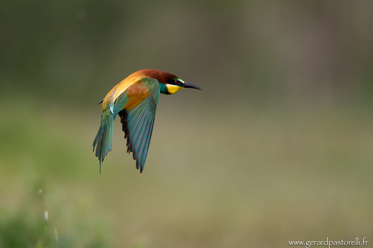 Bee eater 74